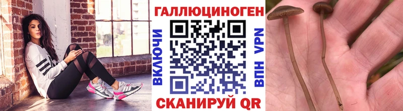 Галлюциногенные грибы Cubensis  закладка  Куровское 